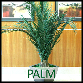 Palms